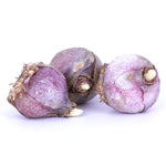 Hyacinth - White - Kit - with Clear Artisan Glass