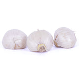 Allium - Sphaerocephalon