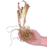 Color Your Garden Black - Tulip, Bearded Iris & Lily - Collection