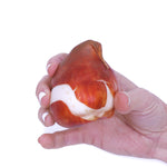 Tulip - Orange Sunrise - Giant