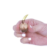 Tulip, Daffodil, Muscari & Crocus - Spring Time Favorites - Bulb Collection