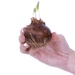 Amaryllis & Paperwhite - Indoor Garden