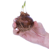 Amaryllis & Paperwhite - Indoor Garden