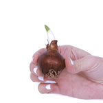 Narcissus - Avalanche - for Indoor Forcing