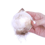 Allium - Ambassador