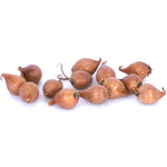 Dutch Iris - Mix - Mammoth Bulbs