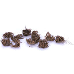 Ranunculus - Buttercups - Collector's Collection