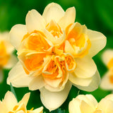 Daffodil - Peach Cobbler