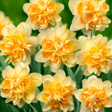 Daffodil - Peach Cobbler