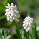 Muscari & Anemone - Grape Hyacinths & Buttercups - Magic Carpet Blend