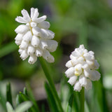 Muscari & Anemone - Grape Hyacinths & Buttercups - Magic Carpet Blend