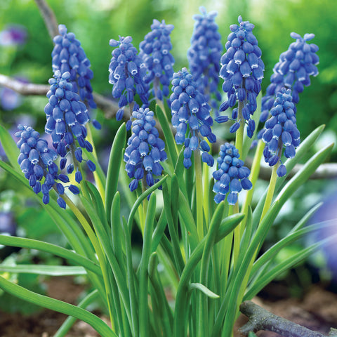 Muscari - Grape Hyacinth - Armeniacum