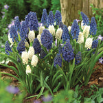 Muscari - Grape Hyacinth - Giant Cobalt Blue