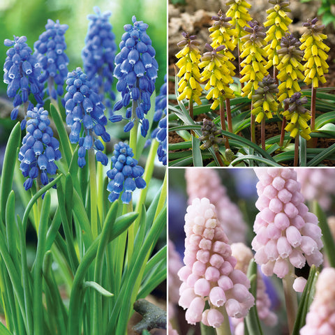 Muscari - Grape Hyacinth - Collection