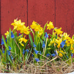 Tulip, Daffodil & Muscari - Cottage Garden Collection