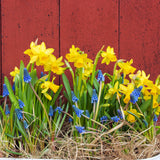 Tulip, Daffodil & Muscari - Cottage Garden Collection