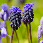 Muscari - Grape Hyacinth - Fragrant - for Collectors