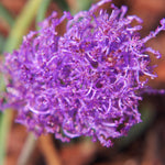 Muscari - Grape Hyacinth - Fragrant - for Collectors