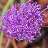 Muscari - Grape Hyacinth - Fragrant - for Collectors