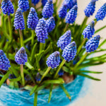 Muscari - Grape Hyacinth - Collection