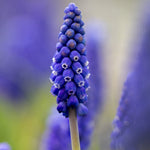 Muscari - Grape Hyacinth - Fragrant - for Collectors