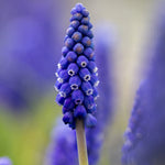 Muscari - Grape Hyacinth - Armeniacum
