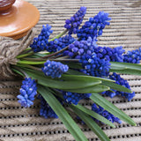 Muscari - Grape Hyacinth - Armeniacum