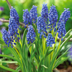Dwarf Iris, Hyacinth, Muscari, Tulip & Anemone - Blue Spring Flowering Garden - Bulb Collection