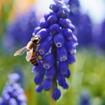 Muscari - Classic Blue - 2020 Color Of The Year