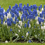 Muscari - Grape Hyacinth - Armeniacum