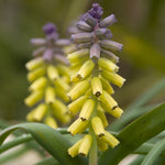 Muscari - Grape Hyacinth - Golden Fragrance