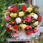 Begonia - Hanging Basket Mixed Colors