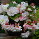 Begonia - Collection - 3 Varieties