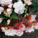 Begonia - Hanging Basket Odorata Red & White