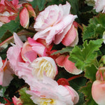 Begonia - Hanging Basket Odorata Red & White