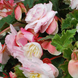 Begonia - Hanging Basket Odorata Red & White