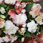 Begonia - Hanging Basket Odorata Red & White