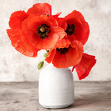 Color Your Garden Red - Collection