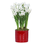 Narcissus - Paperwhite - Kit - with Ceramic Red Ribbed Planter