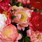 Peony -  Living Coral - 2019 Color Of The Year