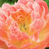 Peony -  Living Coral - 2019 Color Of The Year