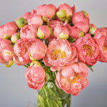 Peony -  Living Coral - 2019 Color Of The Year