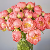 Peony -  Living Coral - 2019 Color Of The Year
