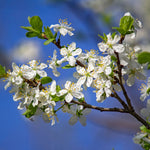 Plum Tree - Methley