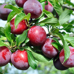 Plum Tree - Methley