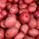 Potato - USDA Organic - Cherry Red W8893 - GMO Free