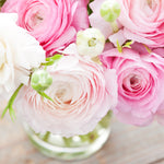 Ranunculus - Buttercups - Pink