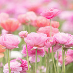 Ranunculus - Buttercups - Pink