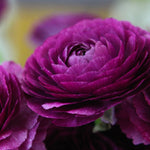 Ranunculus - Buttercups - Double Purple