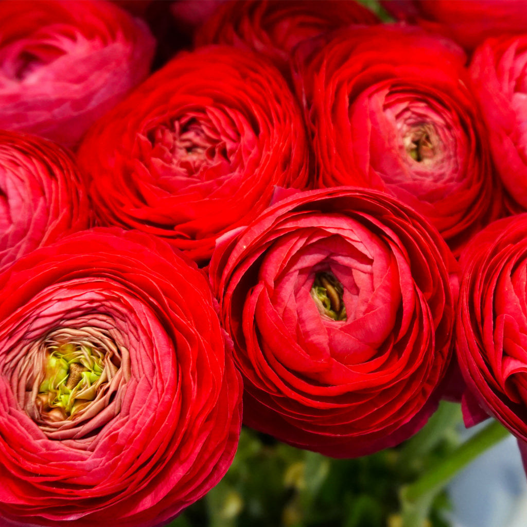 Dusty Red Ranunculus Red Ranunculus Flowers